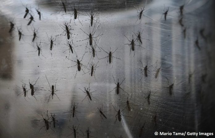 mosquitos en Islandia