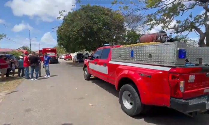 Ataque masivo de abejas