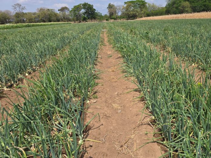 producción de cebolla